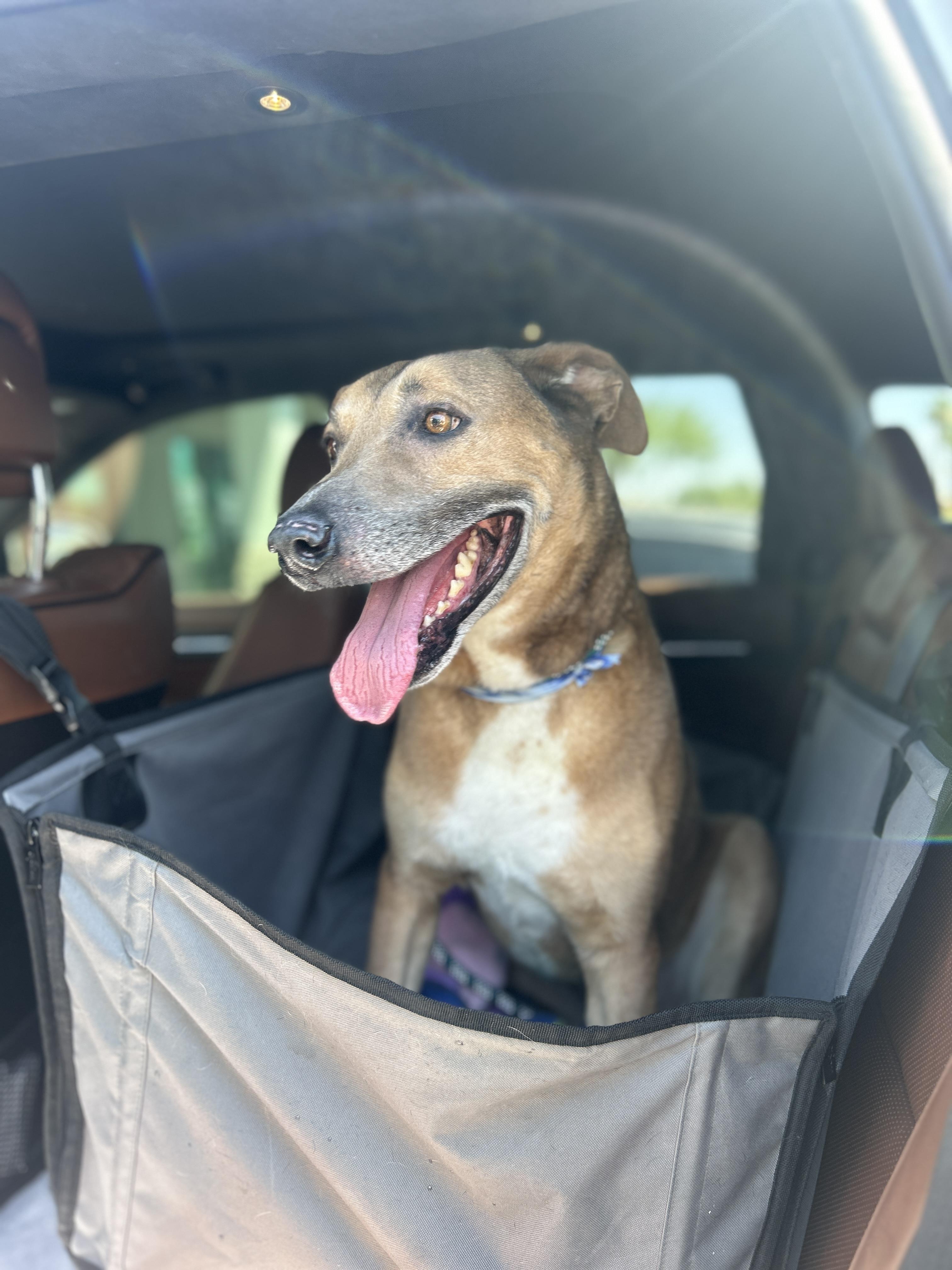 Harold, a Adoptable mixed breed in Chandler, AZ image 3/3