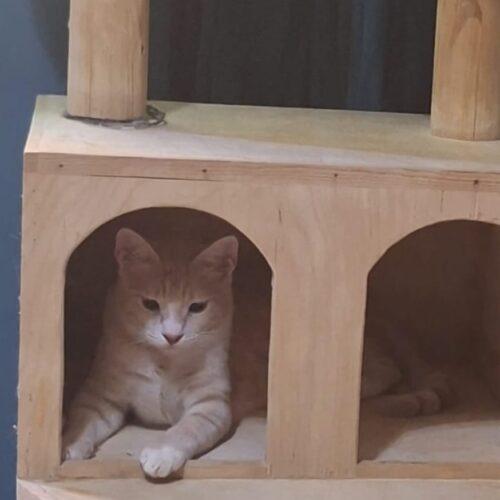 Cairo, Adoptable, Young Male Domestic Short Hair.