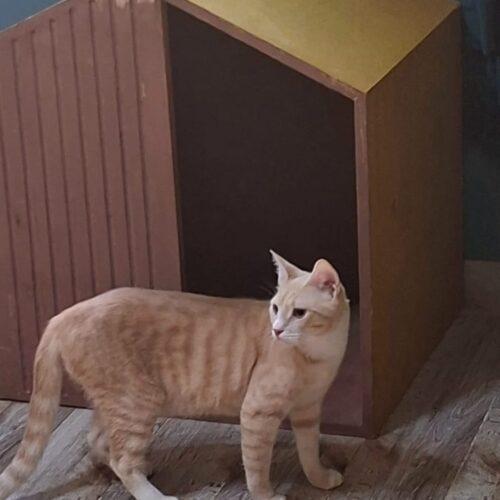 Enlarge Cairo, a Adoptable Domestic Short Hair in Toronto, ON image 3/5