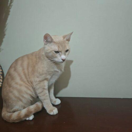 Enlarge Cairo, a Adoptable Domestic Short Hair in Toronto, ON image 4/5