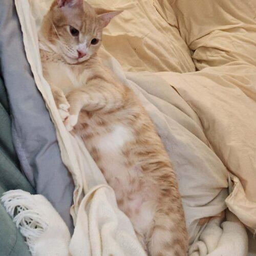 Enlarge Cairo, a Adoptable Domestic Short Hair in Toronto, ON image 5/5