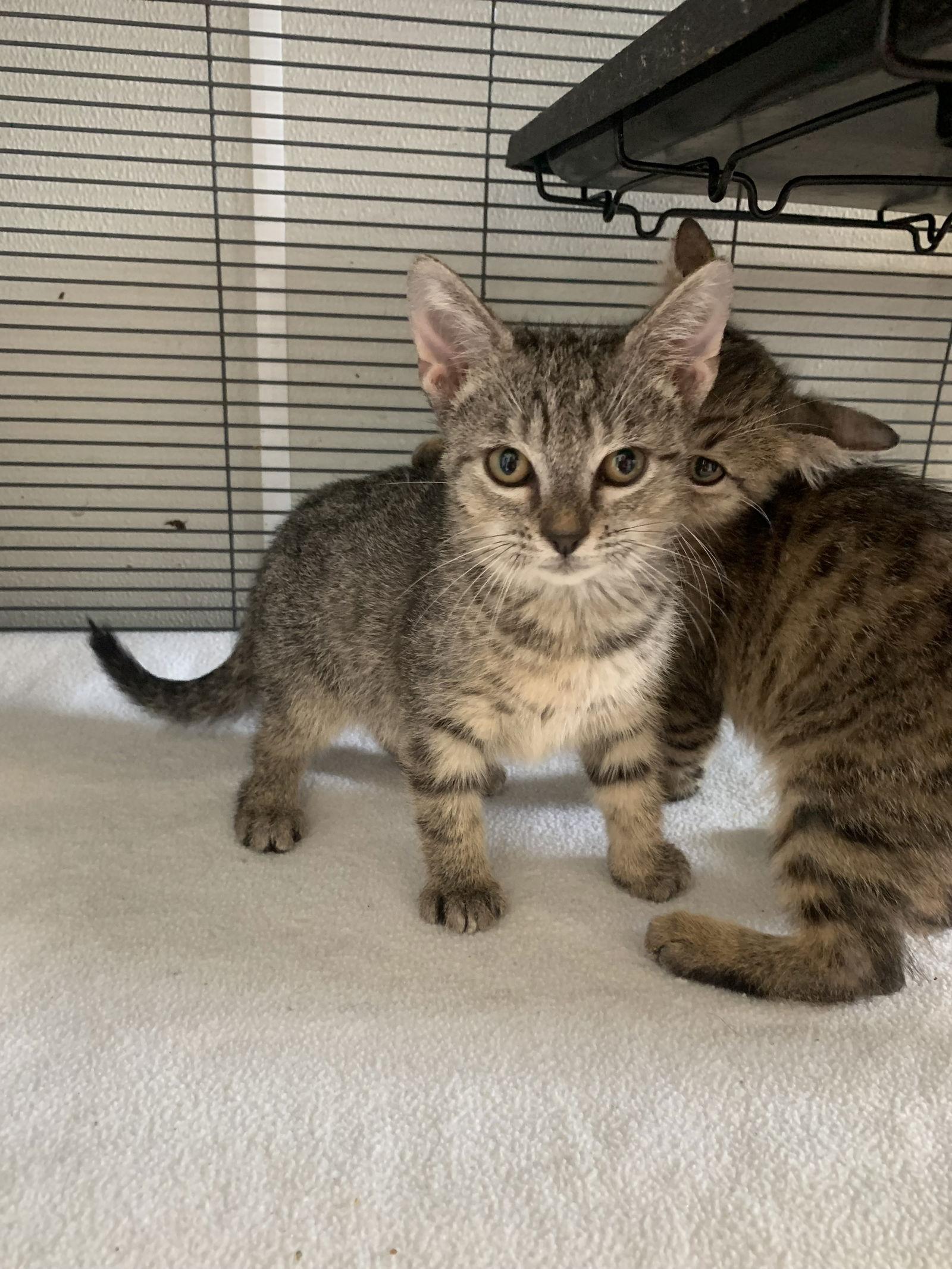 Tilly, Adopted, Kitten Female Domestic Short Hair.