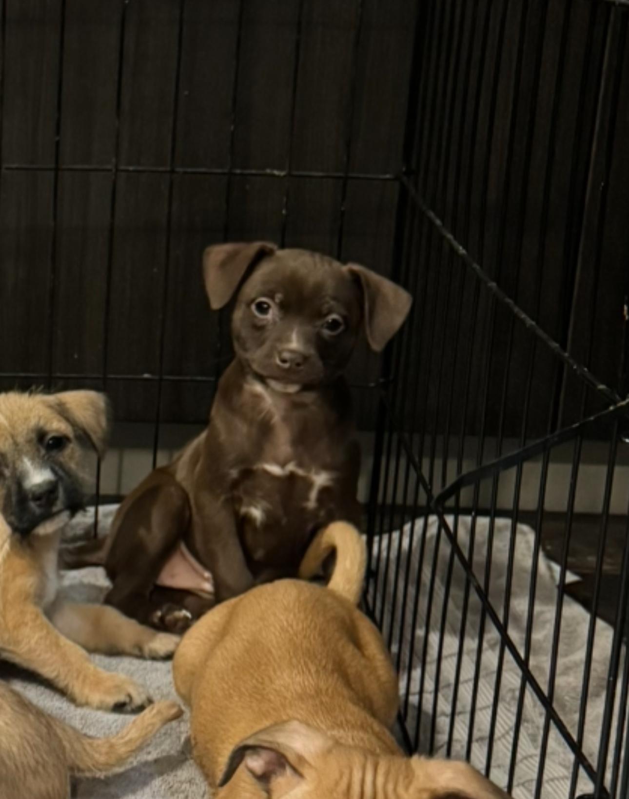 Enlarge Muffin, a Adoptable mixed breed in Los Angeles, CA image 2/6