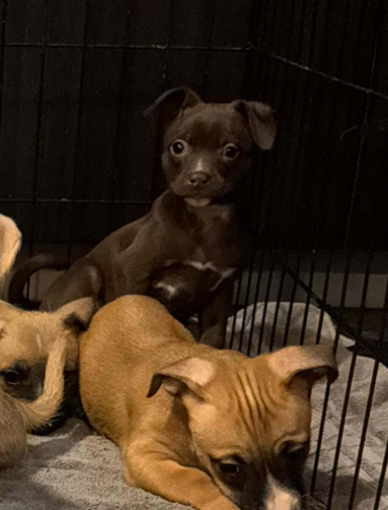 Enlarge Muffin, a Adoptable mixed breed in Los Angeles, CA image 3/6