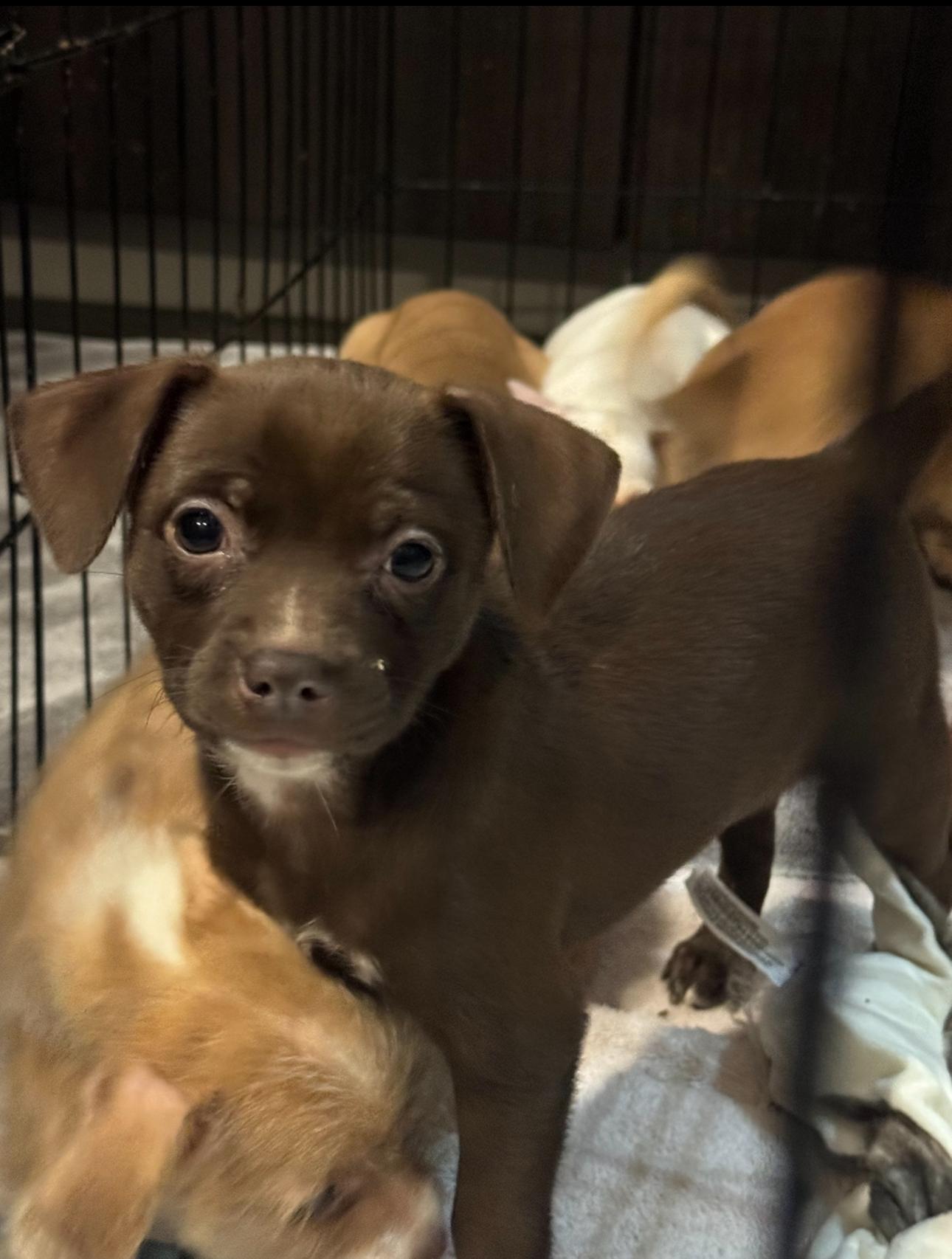 Enlarge Muffin, a Adoptable mixed breed in Los Angeles, CA image 4/6