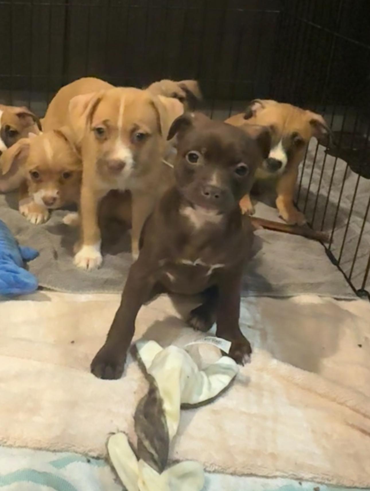 Enlarge Muffin, a Adoptable mixed breed in Los Angeles, CA image 5/6