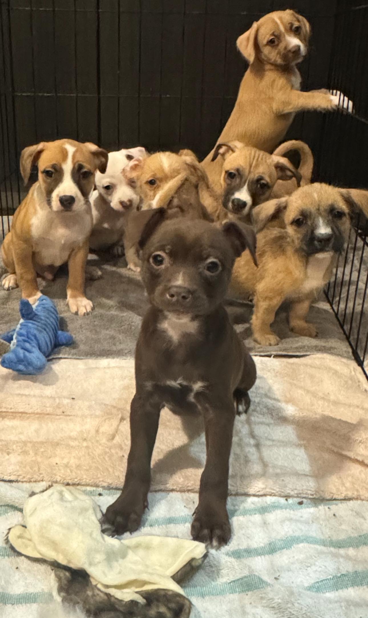 Muffin, Adoptable, Puppy Female Chihuahua.