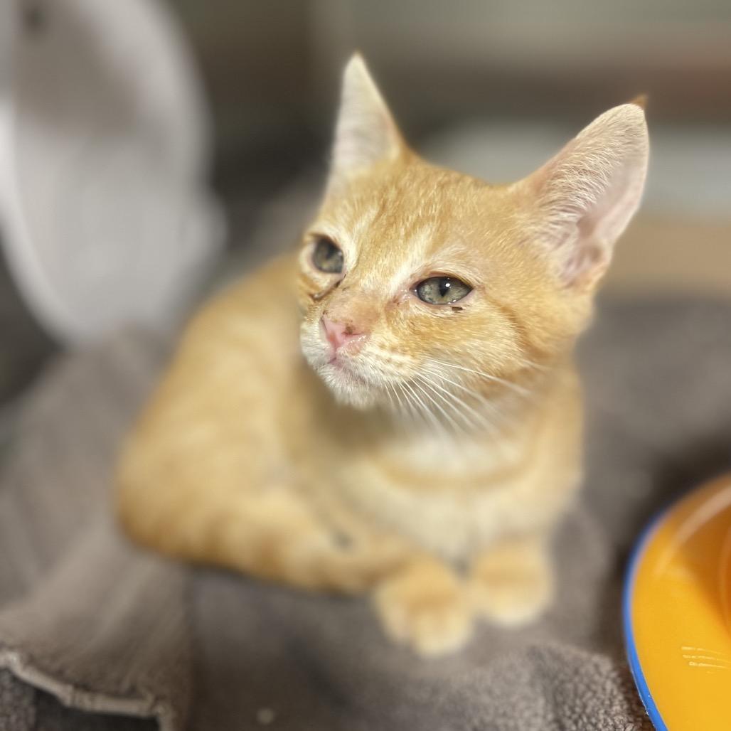 Enlarge Liverpool, a Adoptable Domestic Short Hair in Los Angeles, CA image 1/1