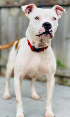 AC-4778 "Kenzie", ADOPTABLE, Adult Female Pit Bull Terrier.