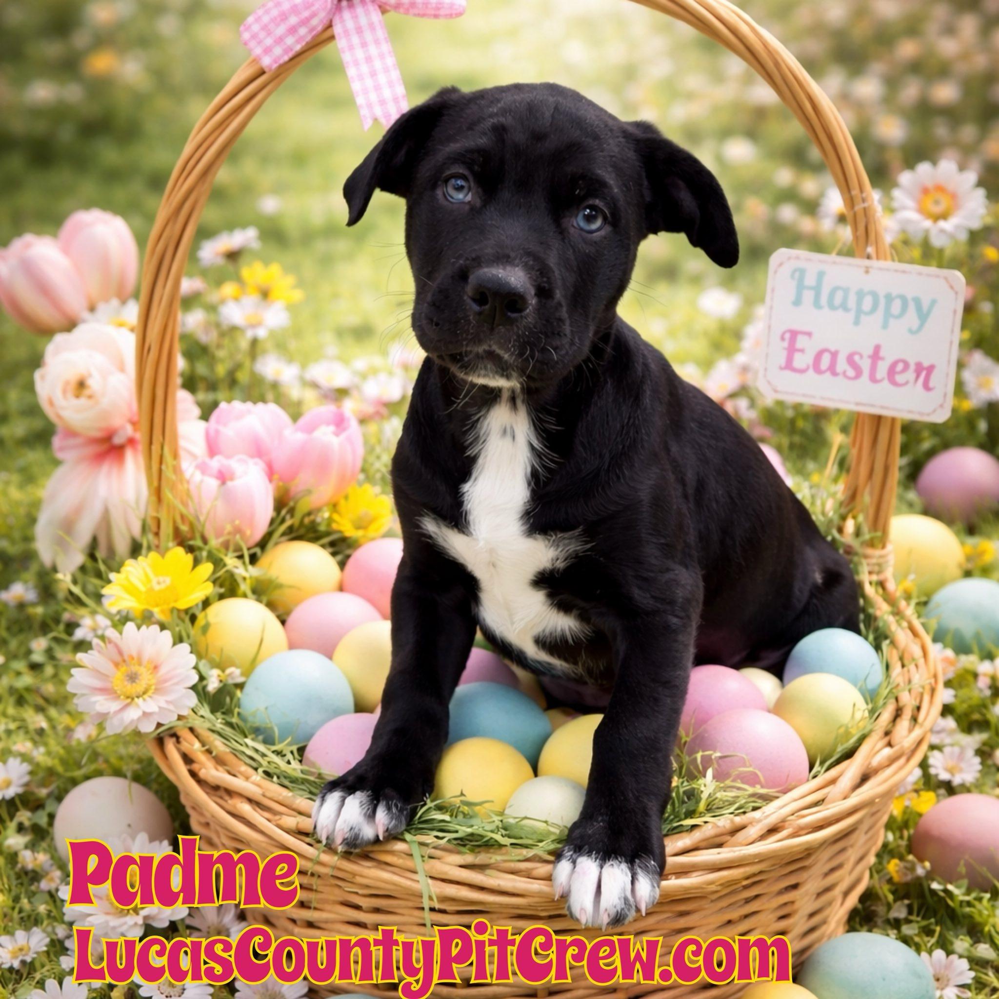 Padme, adopted, Puppy Female Labrador Retriever & Australian Shepherd.