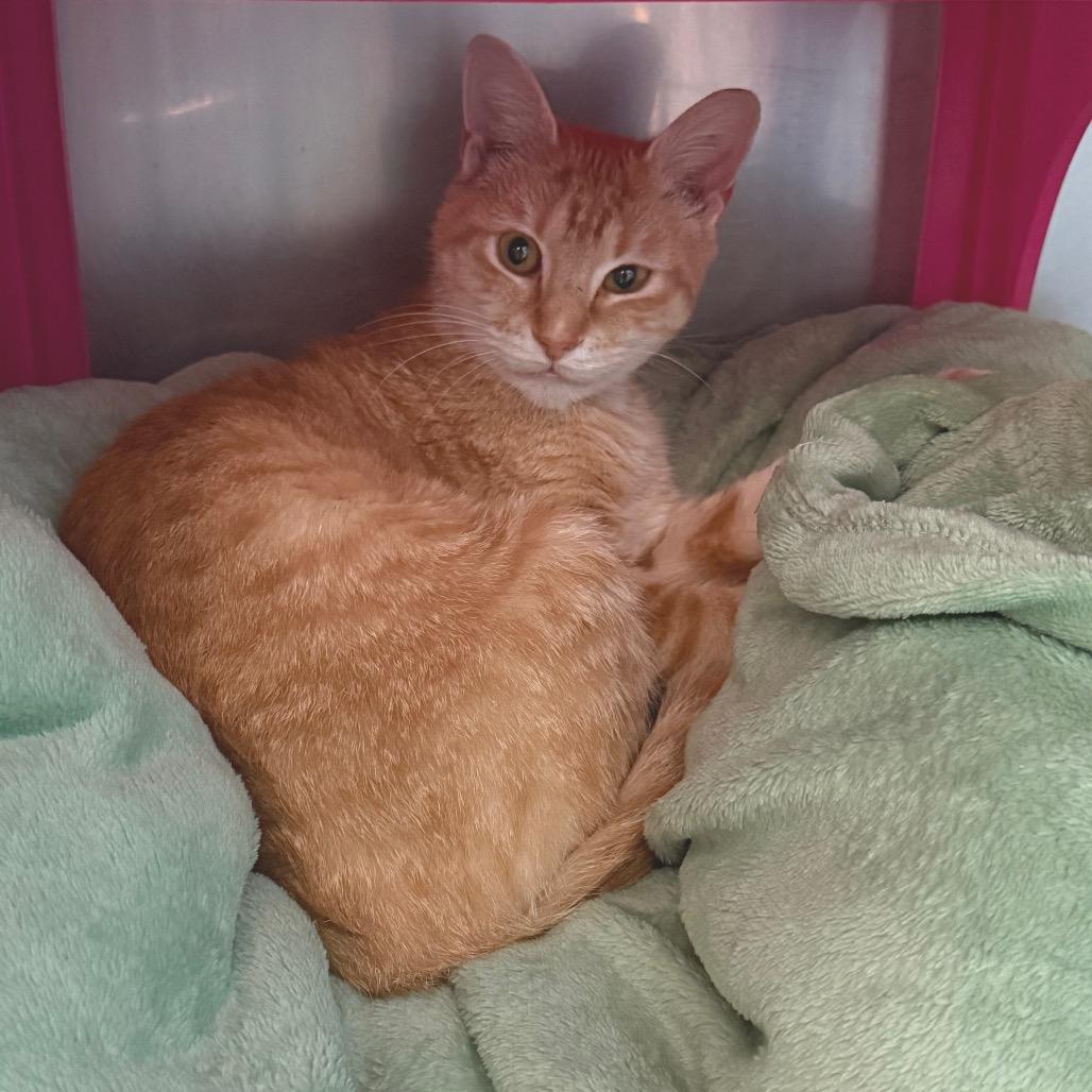 Tangerine, Adoptable, Adult Female Domestic Short Hair.