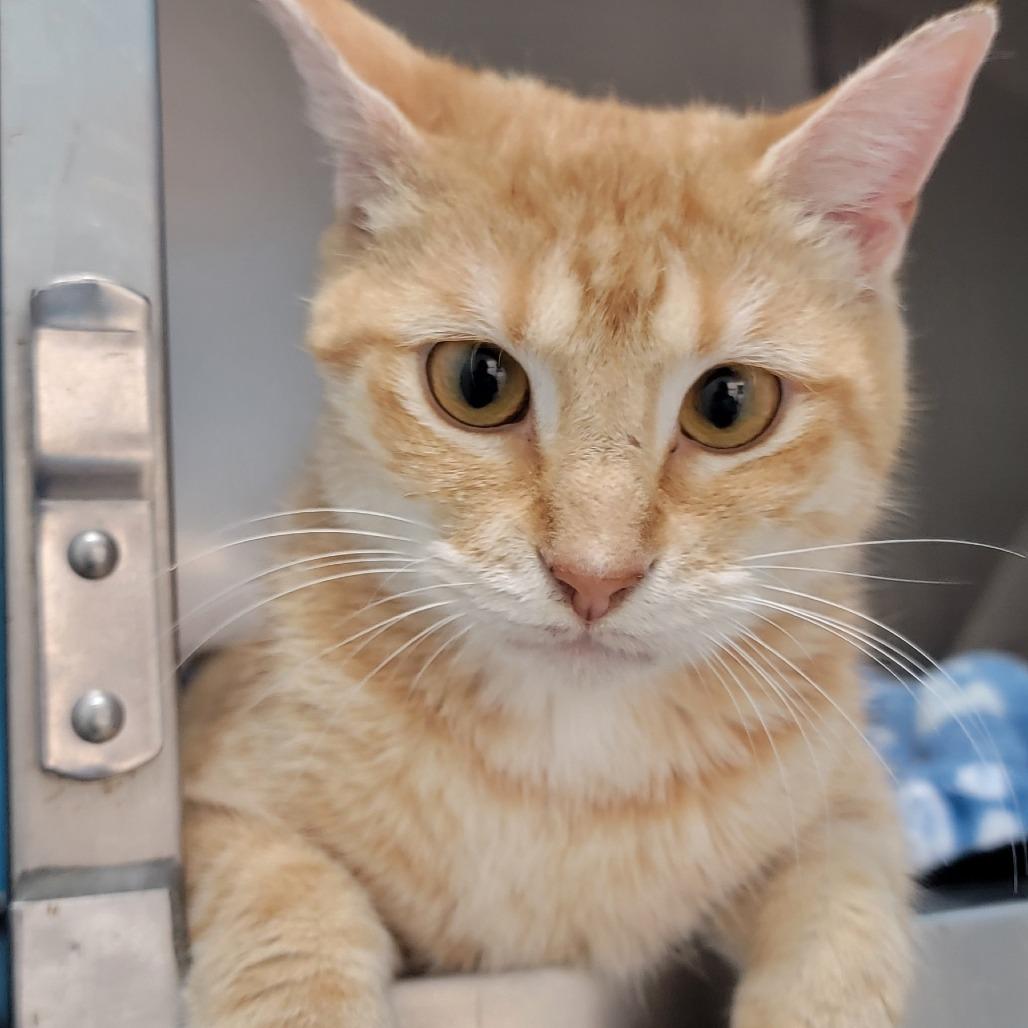 Enlarge Tangerine, a Adoptable Domestic Short Hair in Troy, VA image 2/4
