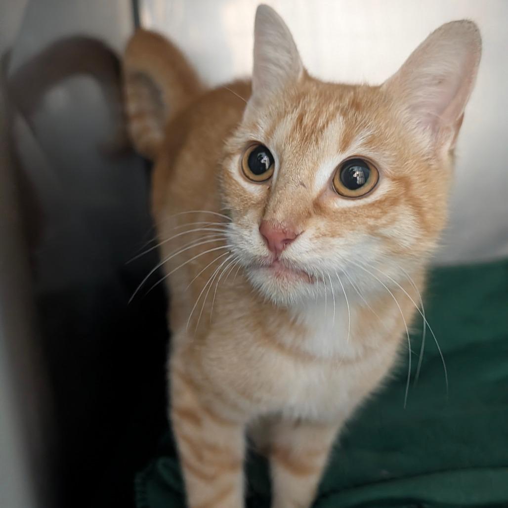 Enlarge Tangerine, a Adoptable Domestic Short Hair in Troy, VA image 3/4