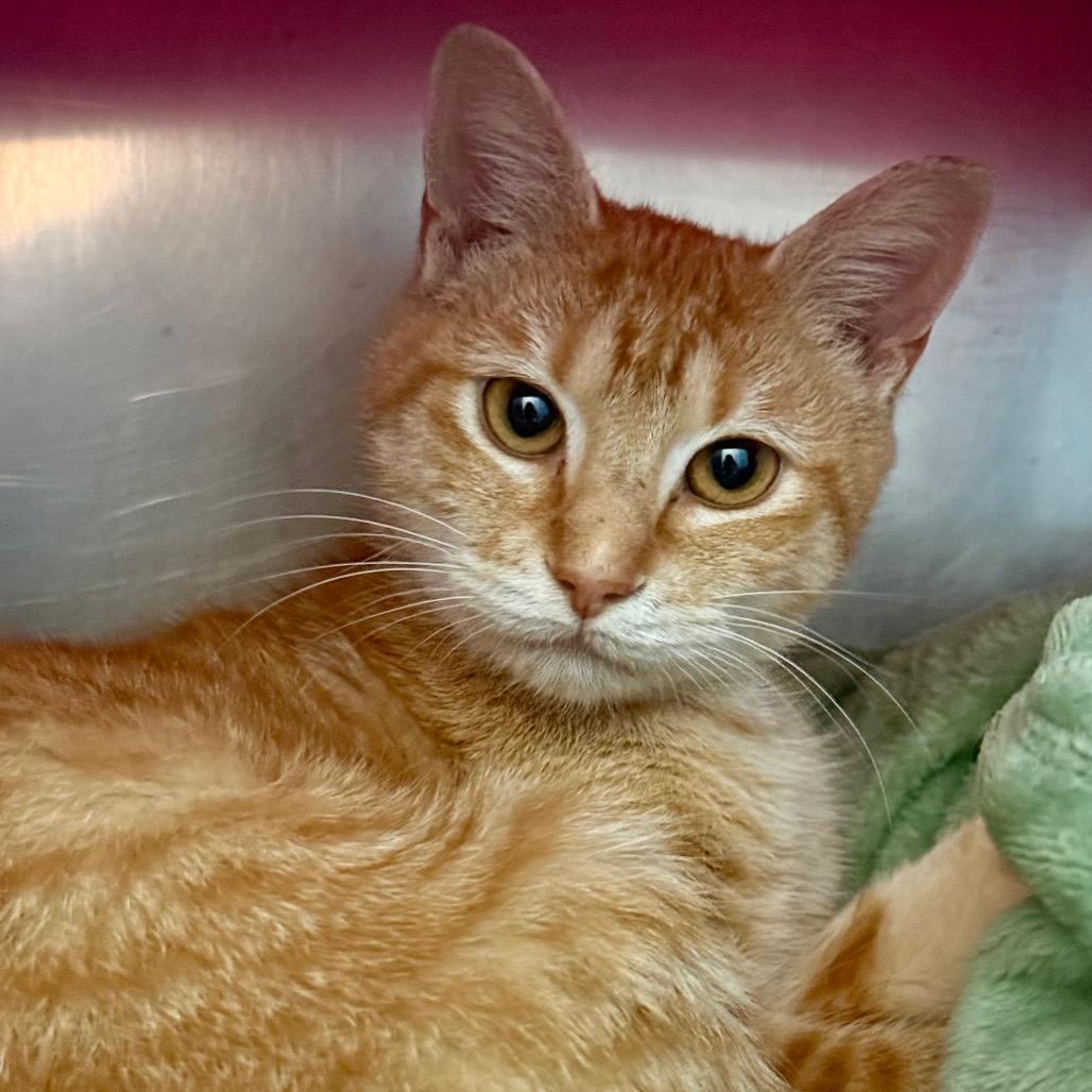Enlarge Tangerine, a Adoptable Domestic Short Hair in Troy, VA image 4/4