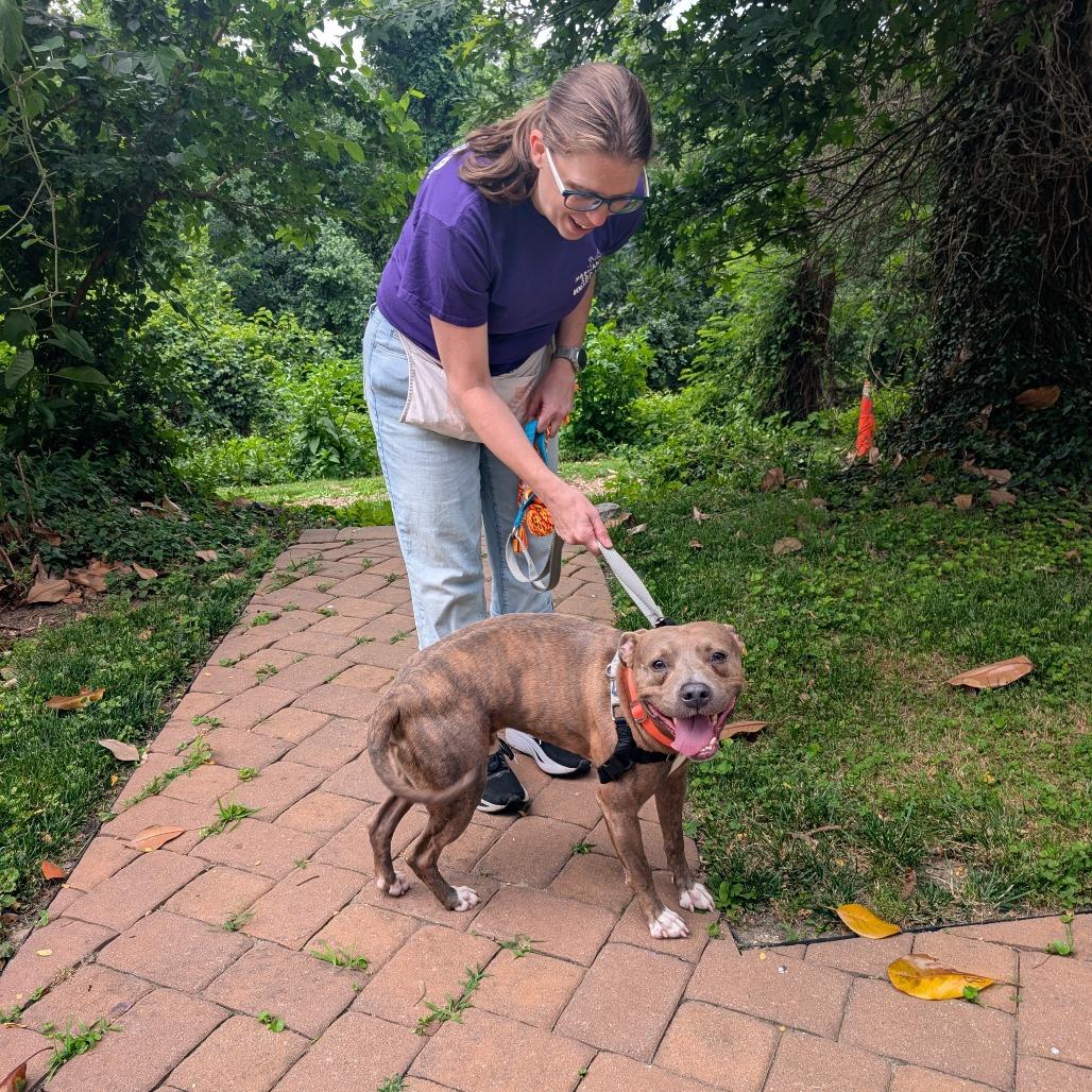 Kevin, Adoptable, Adult Male Pit Bull Terrier.