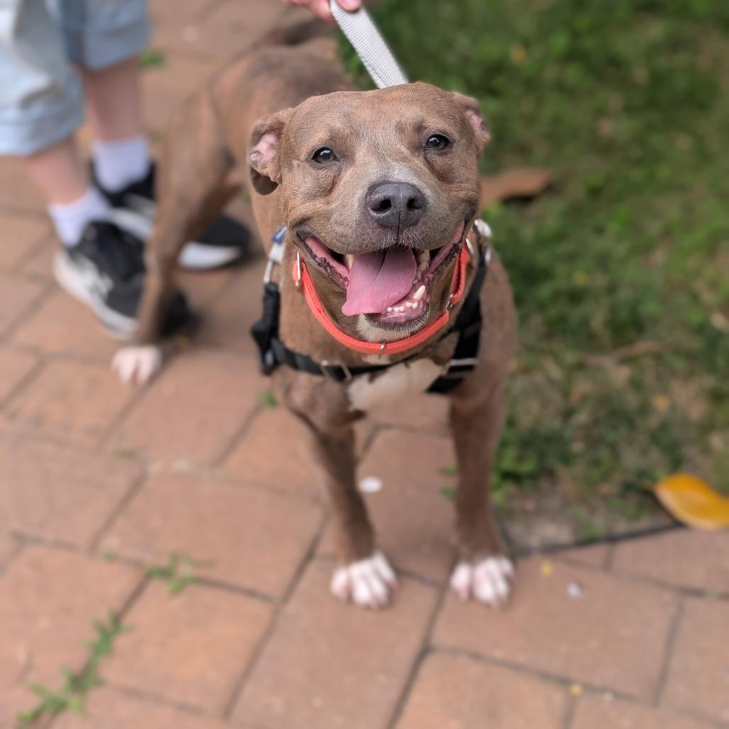 Enlarge Kevin, a Adoptable Pit Bull Terrier in Baltimore, MD image 2/6