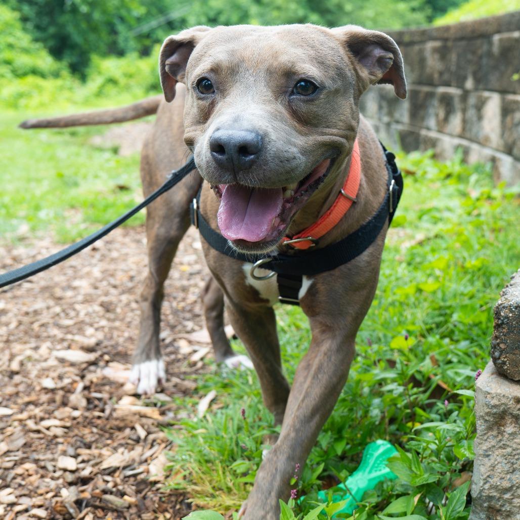 Enlarge Kevin, a Adoptable Pit Bull Terrier in Baltimore, MD image 3/6