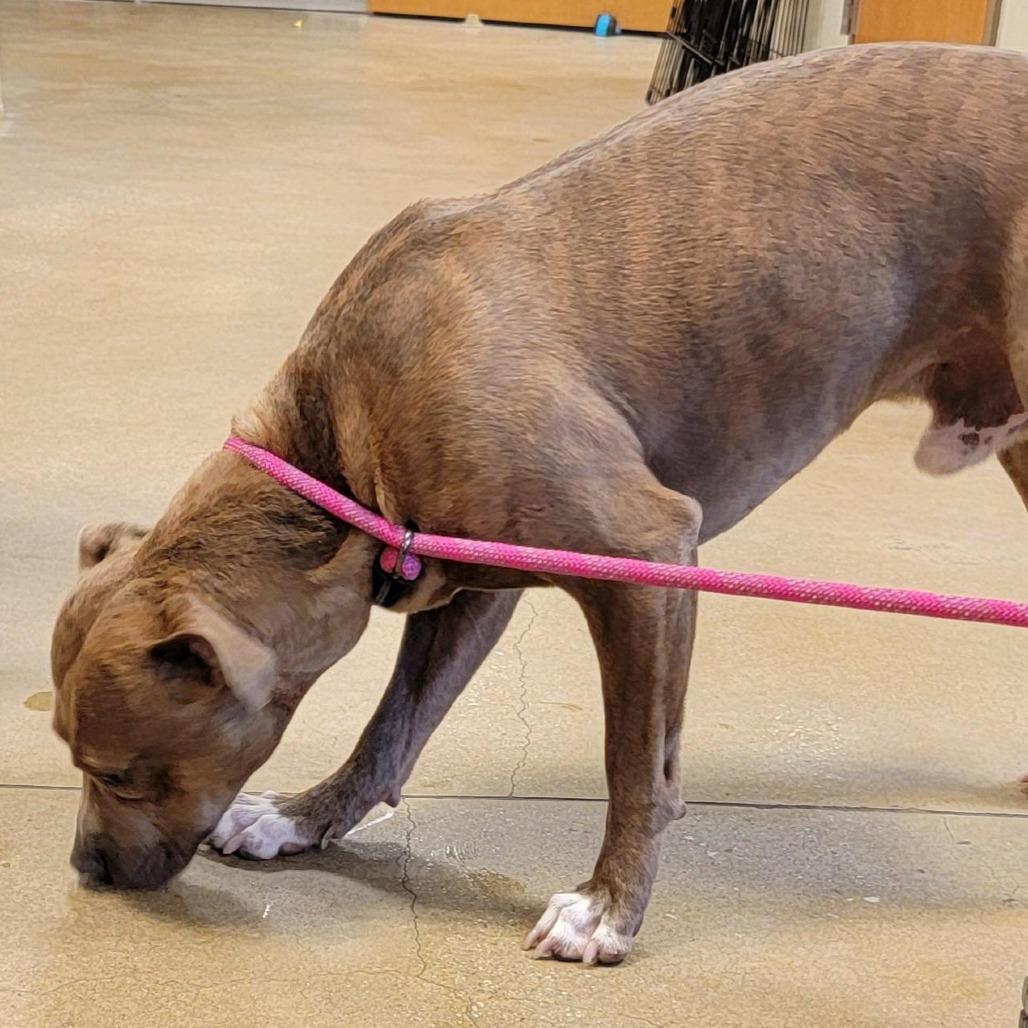 Enlarge Kevin, a Adoptable Pit Bull Terrier in Baltimore, MD image 4/6