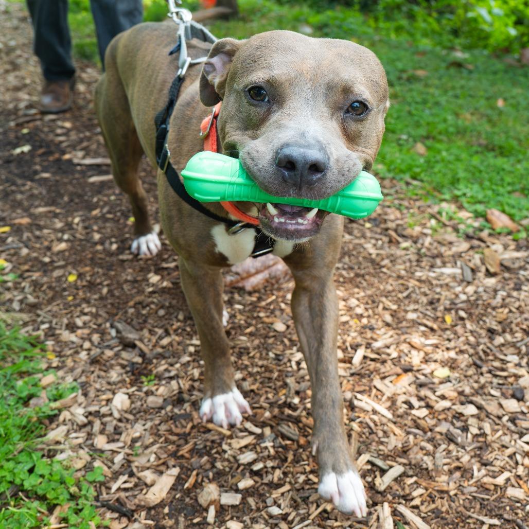 Enlarge Kevin, a Adoptable Pit Bull Terrier in Baltimore, MD image 5/6