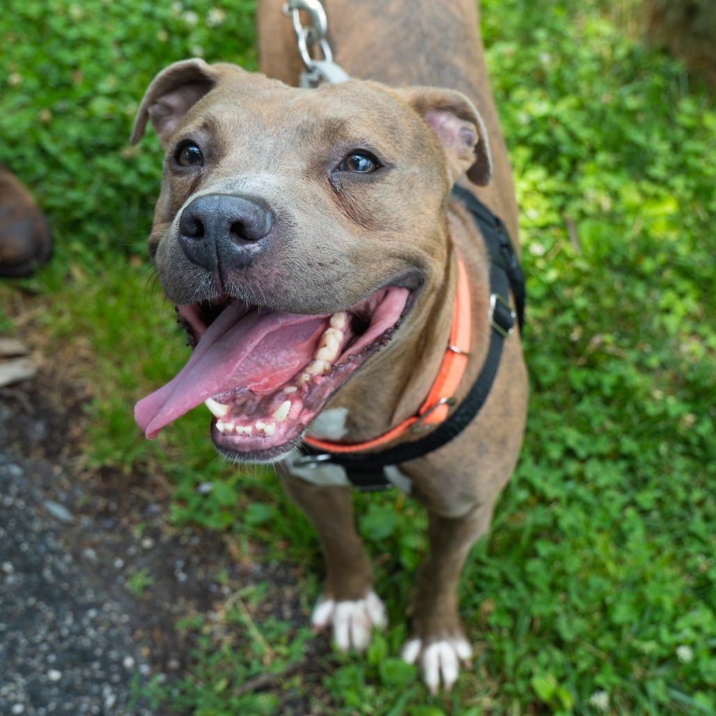 Enlarge Kevin, a Adoptable Pit Bull Terrier in Baltimore, MD image 6/6