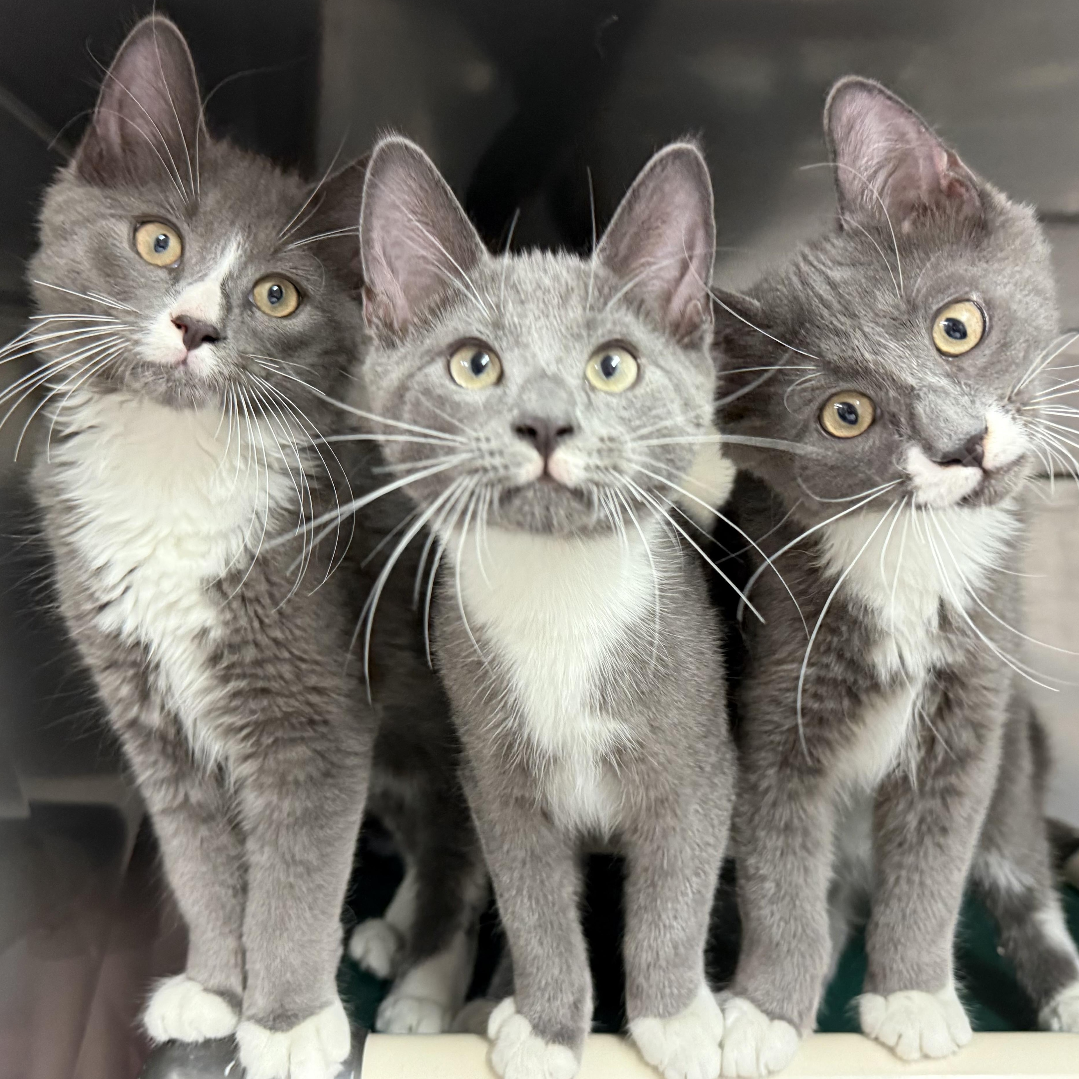 Lincoln, Lamar, & Leif