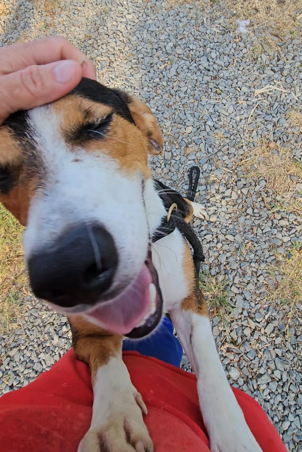 Houdini, a ADOPTABLE Mixed Breed in Northwood, NH image 3/3