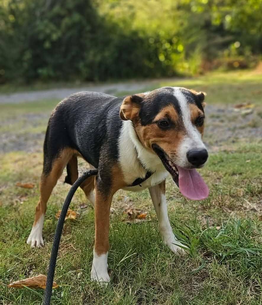 Houdini, a ADOPTABLE Mixed Breed in Northwood, NH image 2/3