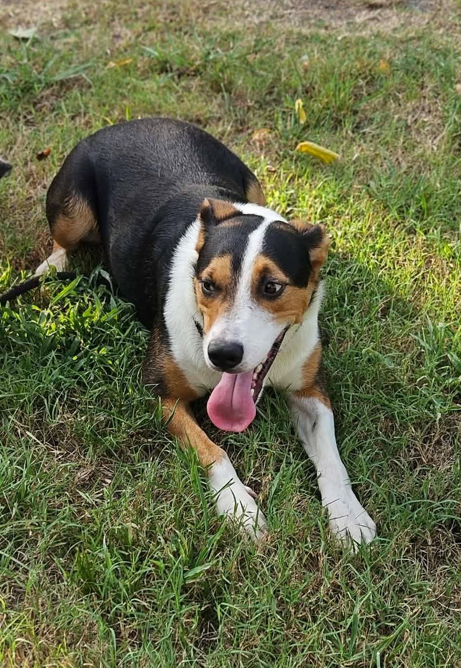 Houdini, ADOPTABLE, Young Male Mixed Breed.