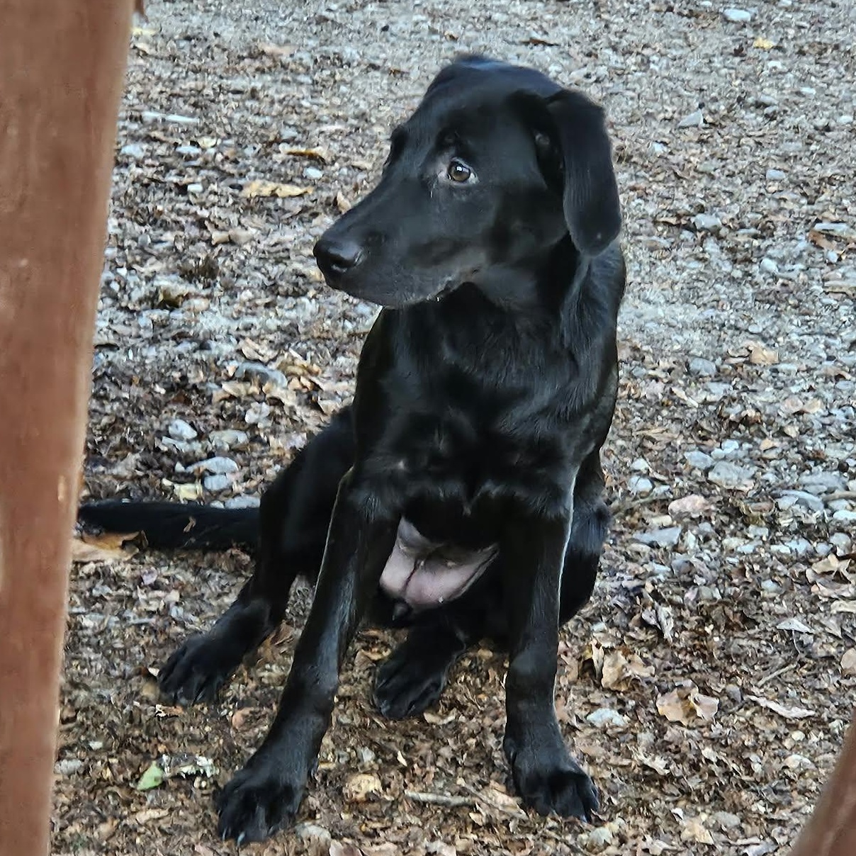 Enlarge Opal, a Adoptable mixed breed in Bethpage, NY image 5/6