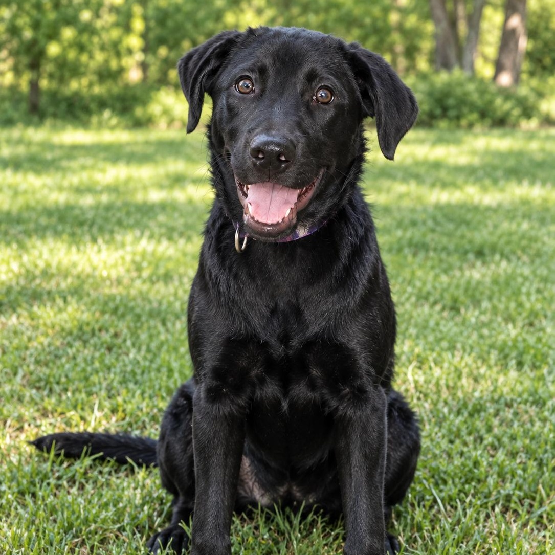 Opal, Adoptable, Puppy Female Black Labrador Retriever.