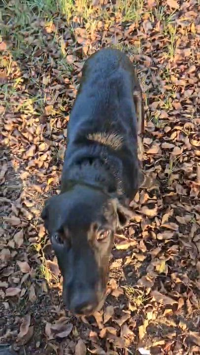Enlarge Opal, a Adoptable mixed breed in Bethpage, NY video 3/6