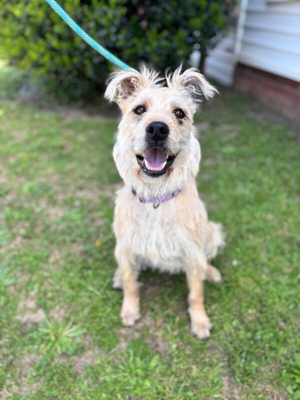 Miley, Adoptable, Adult Female Wheaten Terrier & Mixed Breed.