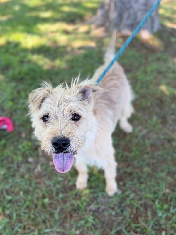 Miley, a Adoptable mixed breed in Berkeley Heights, NJ image 2/6