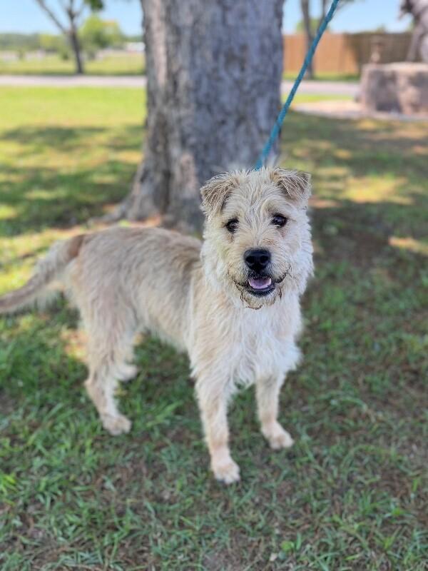 Miley, a Adoptable mixed breed in Berkeley Heights, NJ image 3/6