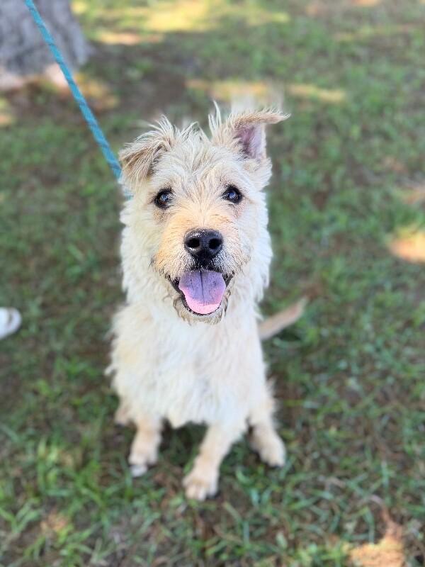 Miley, a Adoptable mixed breed in Berkeley Heights, NJ image 4/6