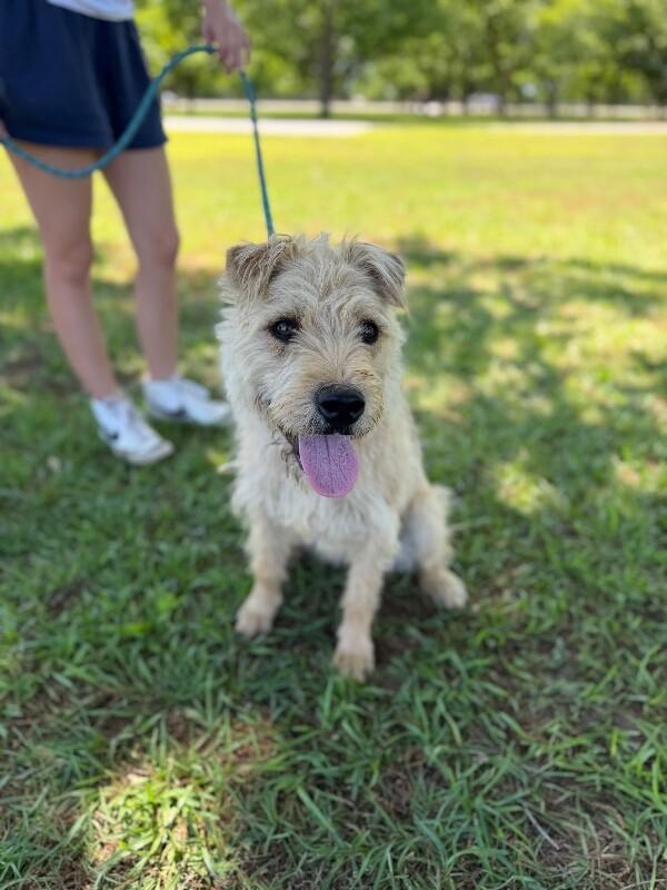 Miley, a Adoptable mixed breed in Berkeley Heights, NJ image 5/6