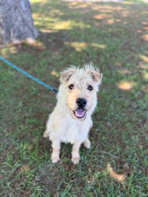 Miley, a Adoptable mixed breed in Berkeley Heights, NJ image 6/6