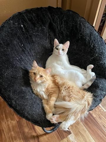 Enlarge Fifi, a Adoptable Domestic Short Hair in Selah, WA image 3/4