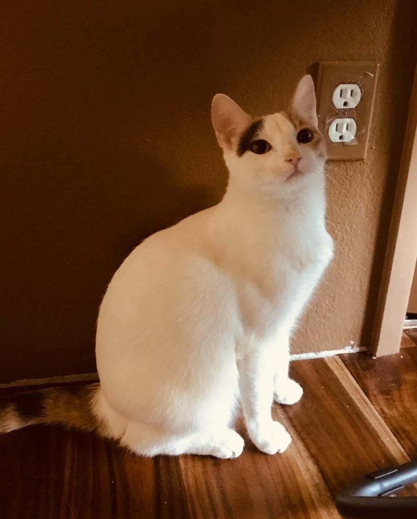 Enlarge Fifi, a Adoptable Domestic Short Hair in Selah, WA image 4/4