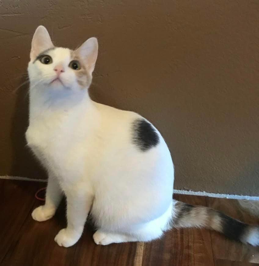 Fifi, Adoptable, Adult Female Domestic Short Hair.