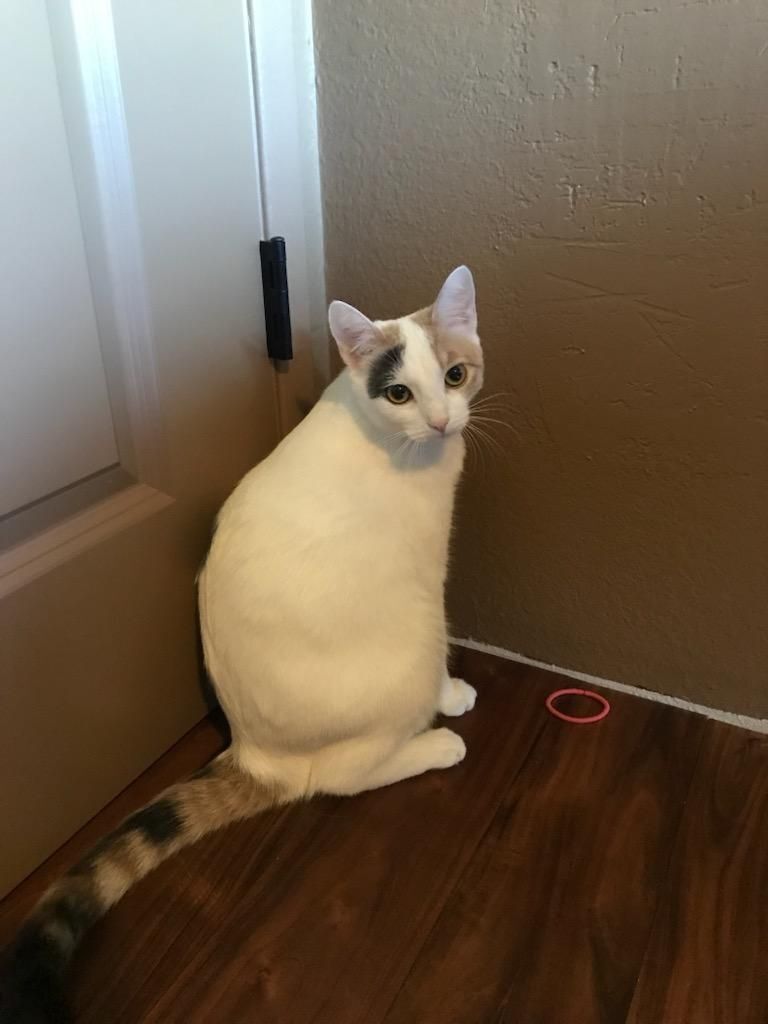 Enlarge Fifi, a Adoptable Domestic Short Hair in Selah, WA image 1/4