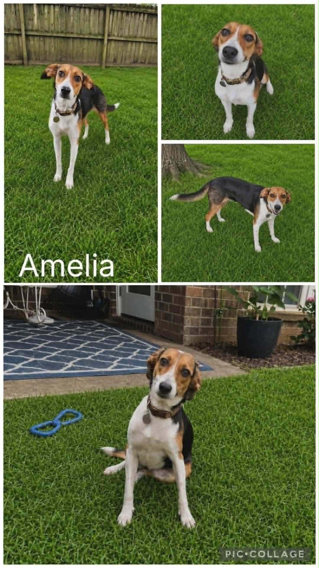 Enlarge Amelia, a ADOPTABLE mixed breed in Enterprise, AL image 1/1
