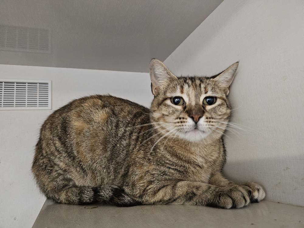 Enlarge Petunia, a Adoptable Domestic Short Hair in Bossier City, LA image 1/1