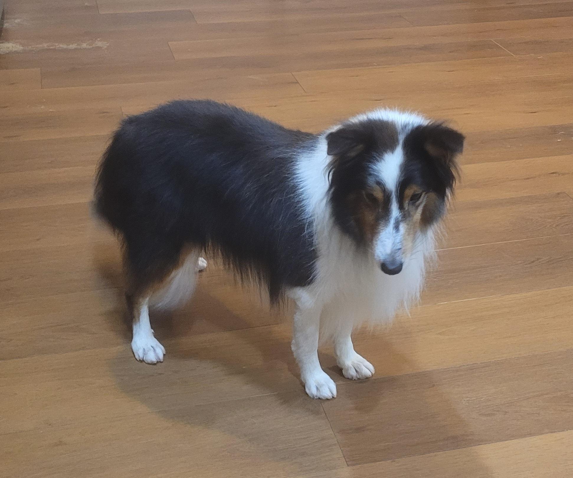 Enlarge Buddy, a ADOPTABLE Shetland Sheepdog / Sheltie in Clarksburg, MD image 5/6