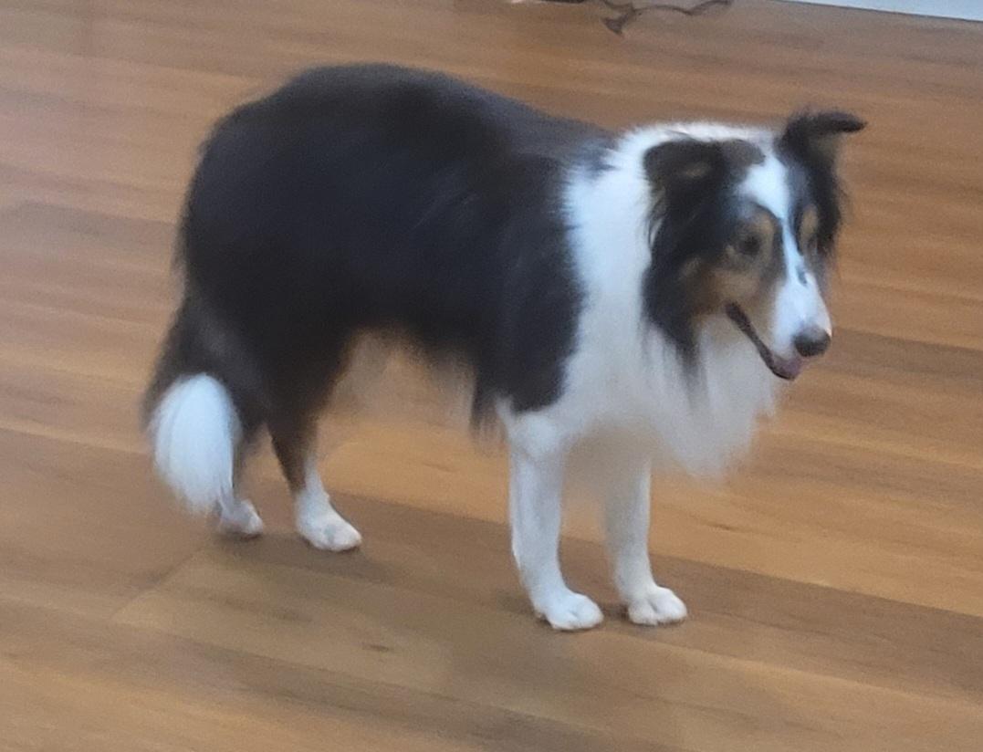 Enlarge Buddy, a ADOPTABLE Shetland Sheepdog / Sheltie in Clarksburg, MD image 6/6
