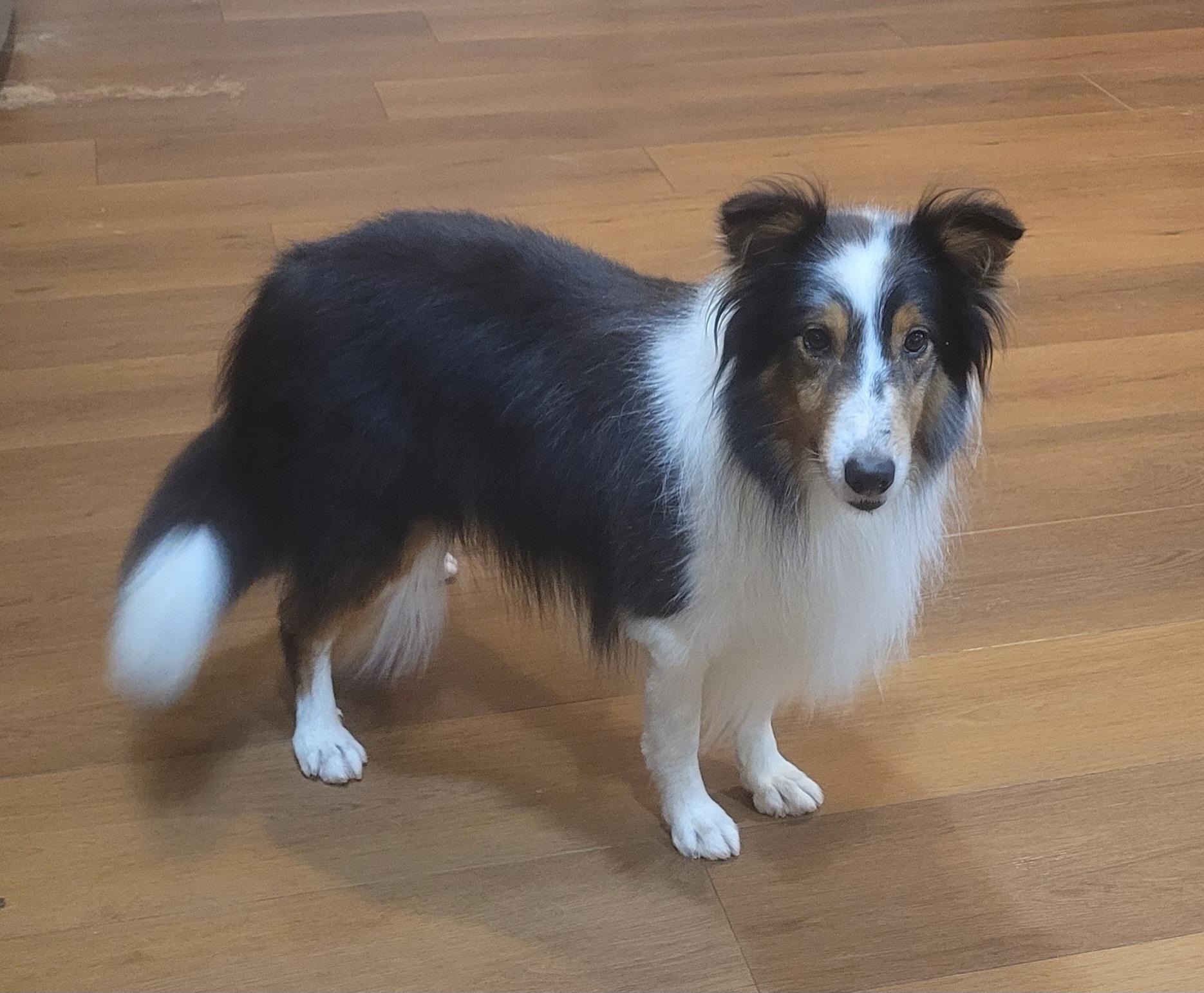 Buddy, ADOPTABLE, Adult Male Shetland Sheepdog / Sheltie.