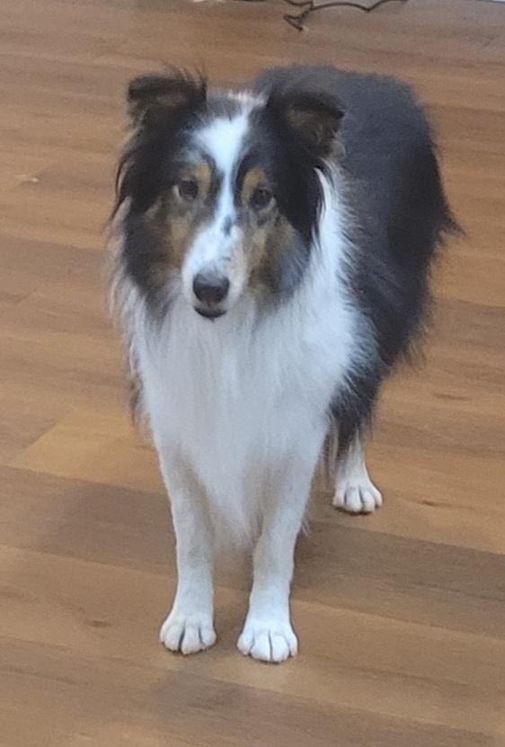 Enlarge Buddy, a ADOPTABLE Shetland Sheepdog / Sheltie in Clarksburg, MD image 4/6
