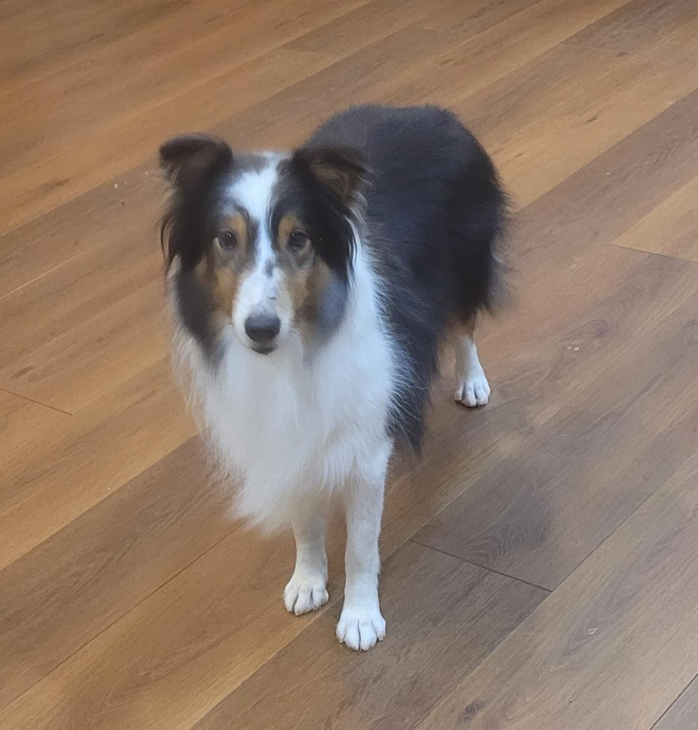 Enlarge Buddy, a ADOPTABLE Shetland Sheepdog / Sheltie in Clarksburg, MD image 2/6