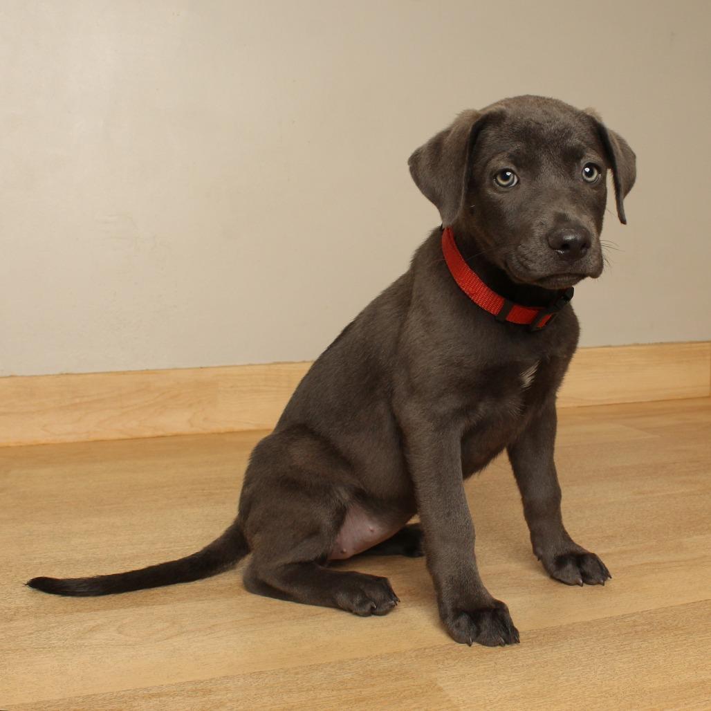 Waverly D71235, Adoptable, Puppy Female Labrador Retriever & Flat-Coated Retriever.