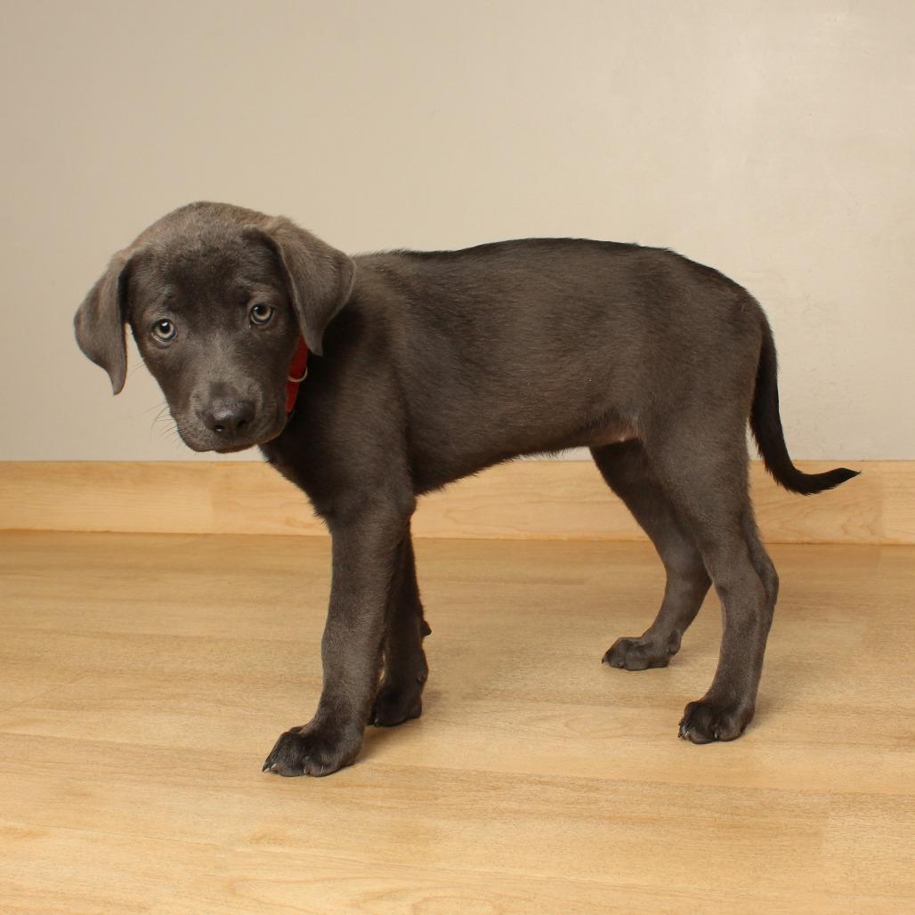 Enlarge Waverly D71235, a Adoptable mixed breed in Minnetonka, MN image 2/2
